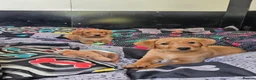 Labrador Retriever dogs for sale: KC Registered Labrador Puppies – 2 Boys Left - Advert 6