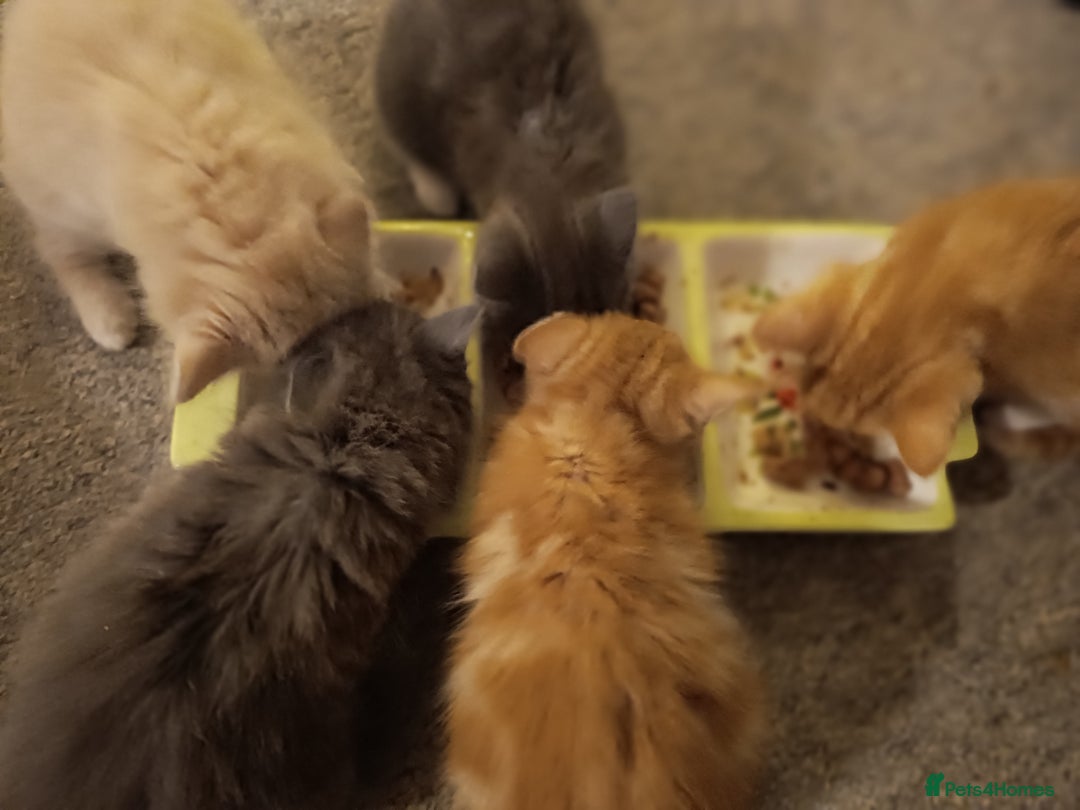 Ragdoll cats for sale: Gorgeous ragdoll X breed kitties  - Advert 9