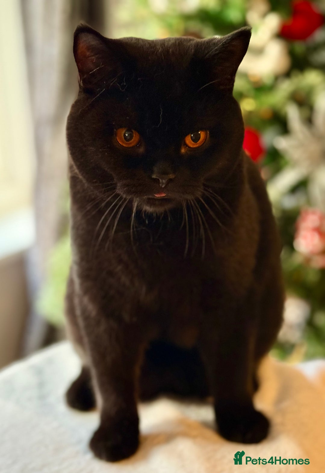 British Shorthair cats for sale: Ian available 😻 in High Wycombe - Advert 4