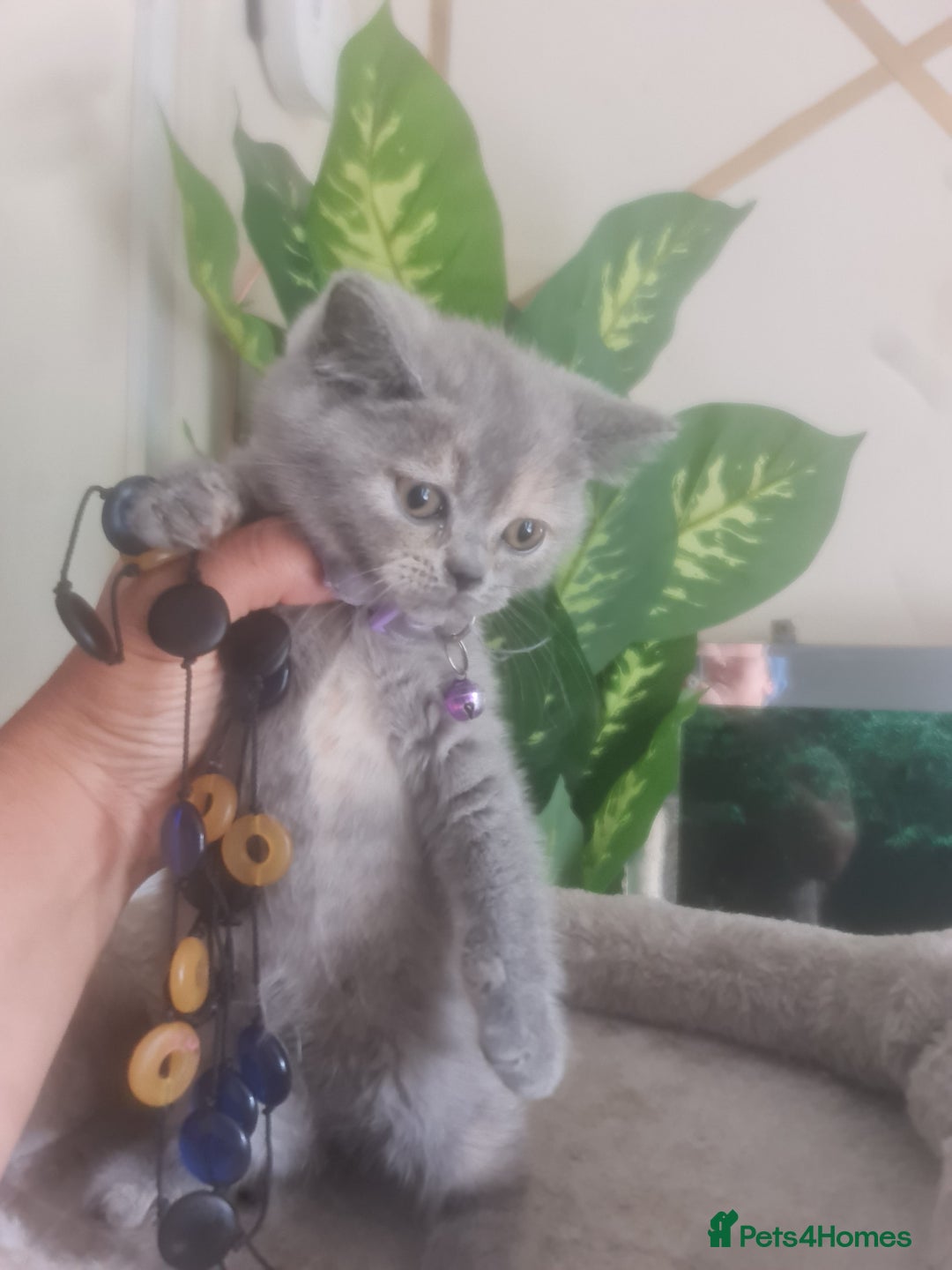 British Shorthair cats for sale: Adorable kittens  4 sweet home - Image 25