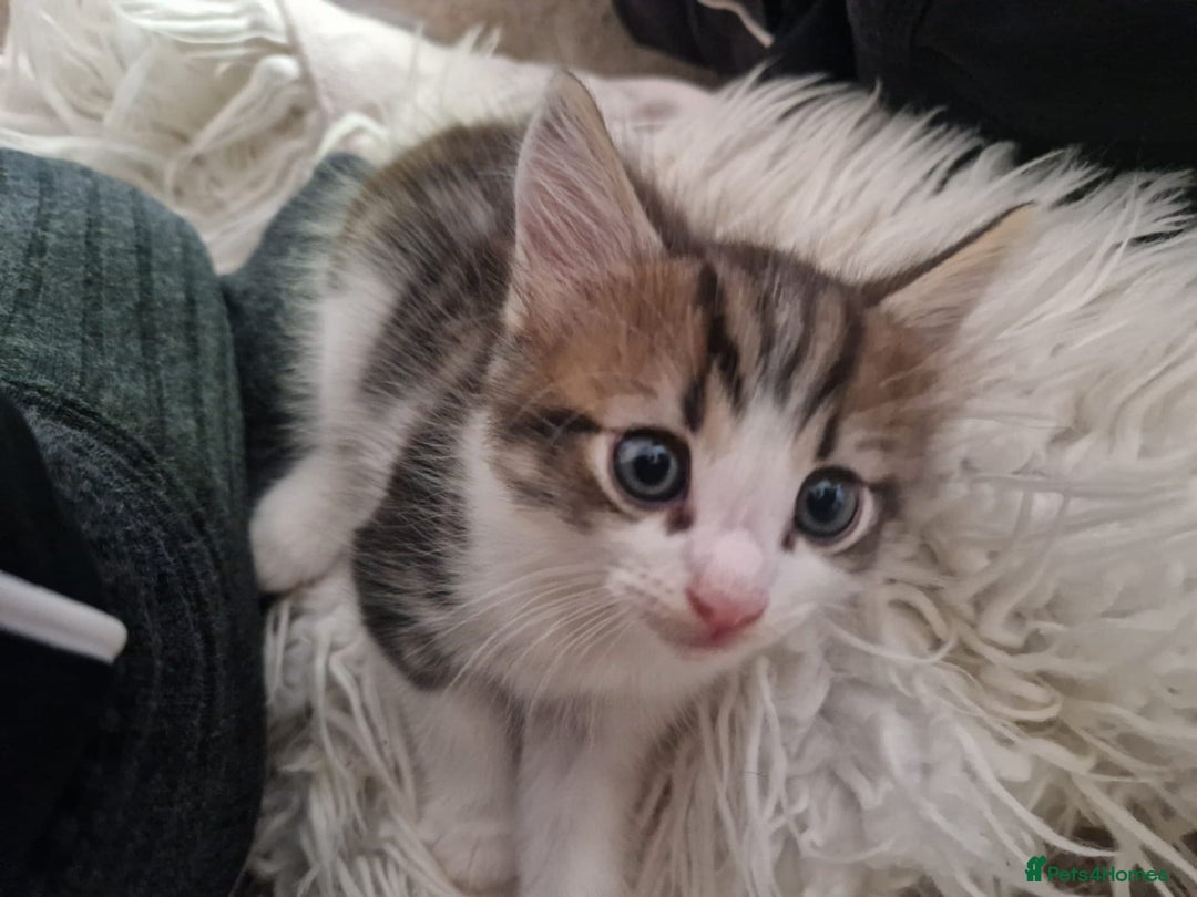 Ragdoll cats for sale: Kittens - Image 2