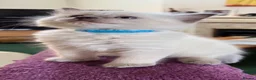 Ragdoll cats for sale: Gorgeous Ragdoll Kittens  - Advert 3