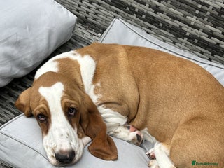 Basset Hound dogs Pregnancy Confirmed - KC Basset Pups - Advert 4
