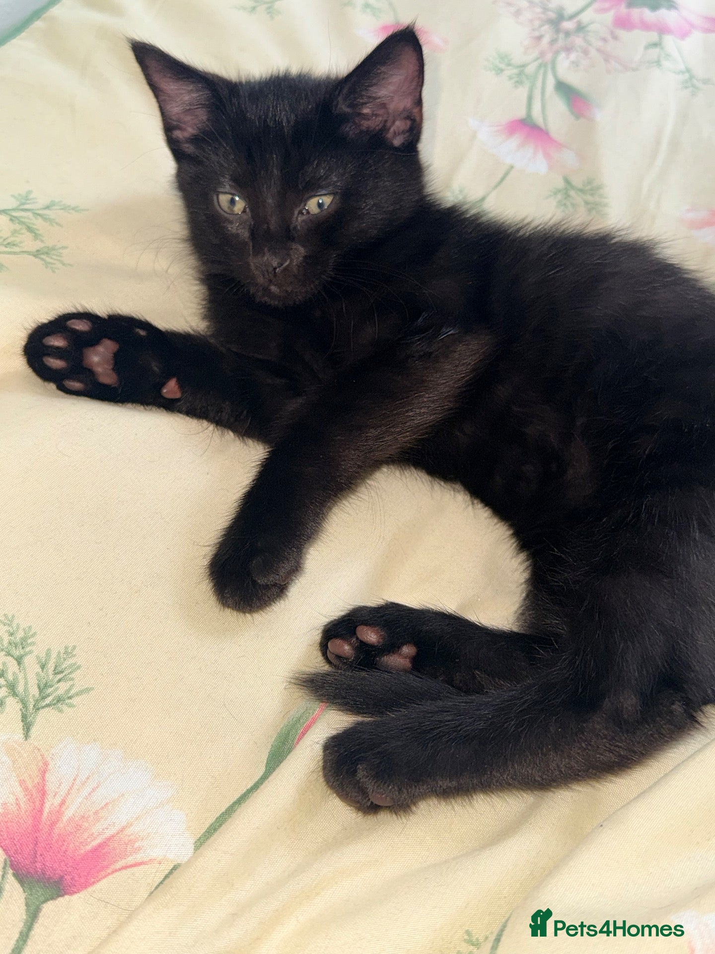 Aegean cats Adorable black kitten - Advert 12
