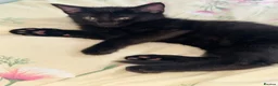 Aegean cats for sale: Adorable black kitten - Advert 1