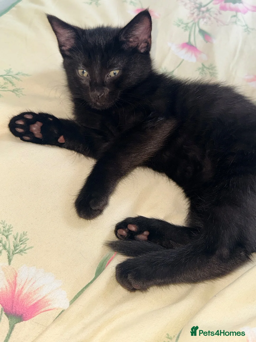 Aegean cats for sale: Adorable black kitten - Advert 1