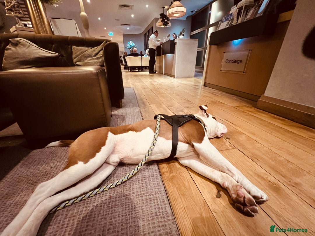 Dorset Olde Tyme Bulldogge dogs for sale: Reggie, looking for a loving family environment - Advert 7