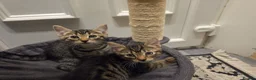 Mixed Breed cats for sale: 2 Male Tabby Kittens - Advert 1