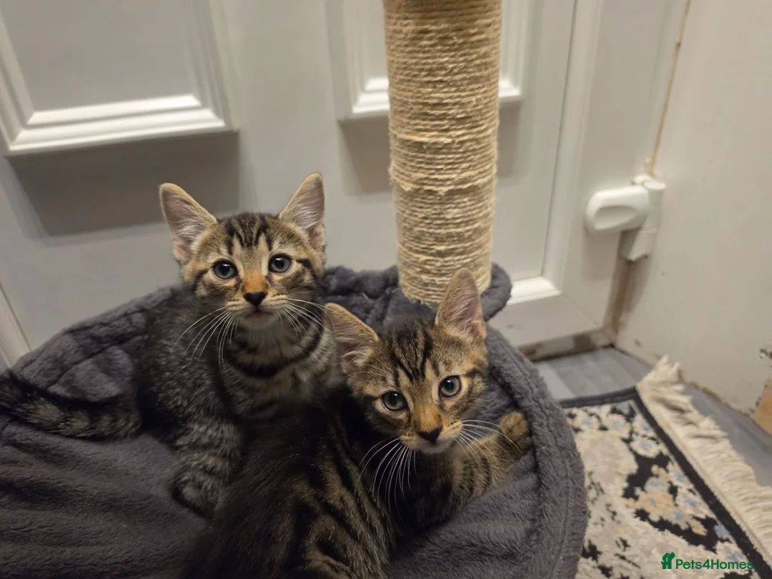 Mixed Breed cats for sale: 2 Male Tabby Kittens - Advert 1