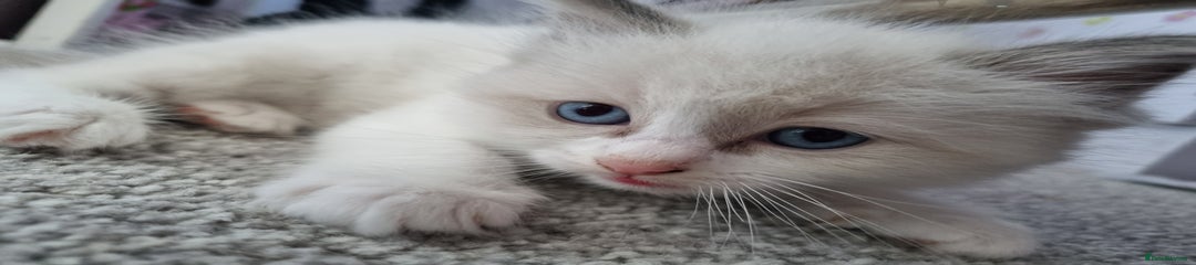 Ragdoll Kitten 2