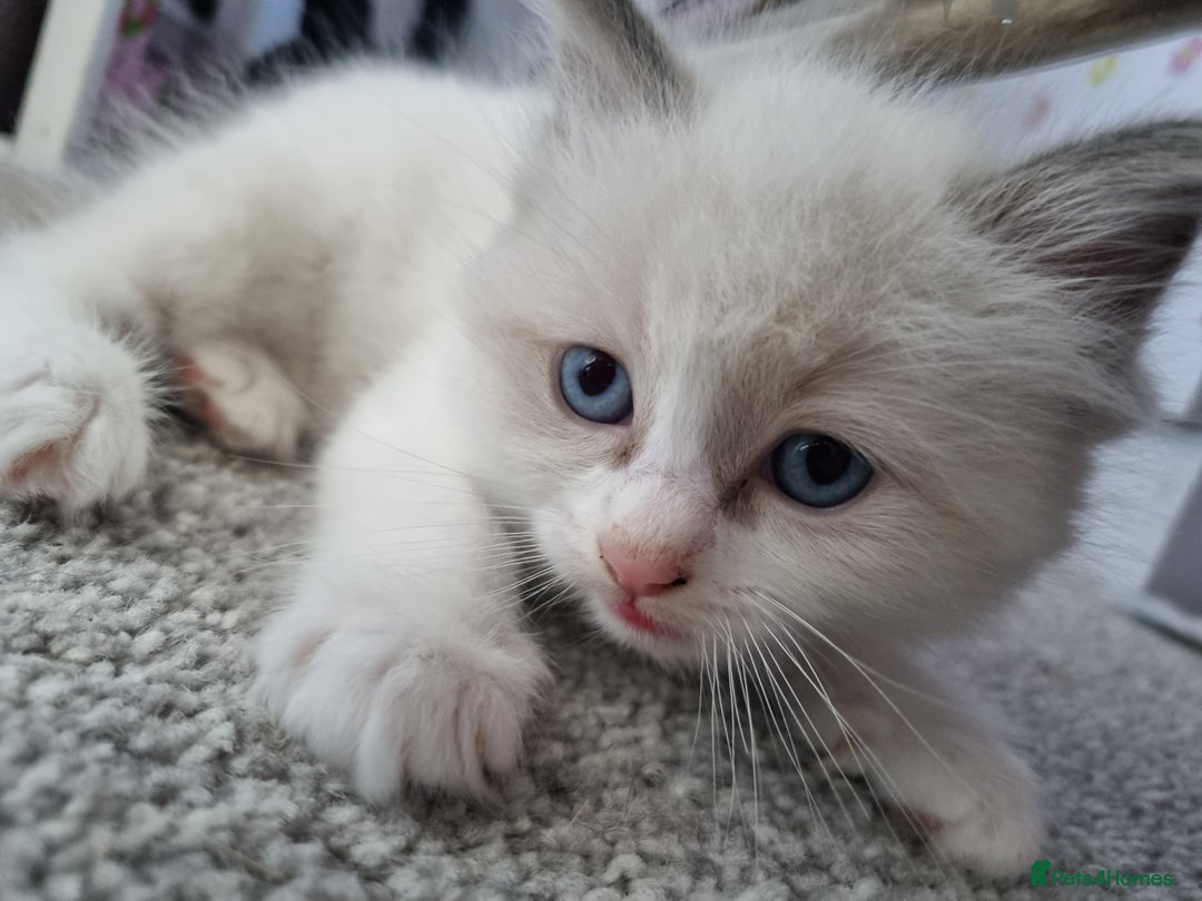 Ragdoll cats for sale: Ragdoll kittens  - Image 8