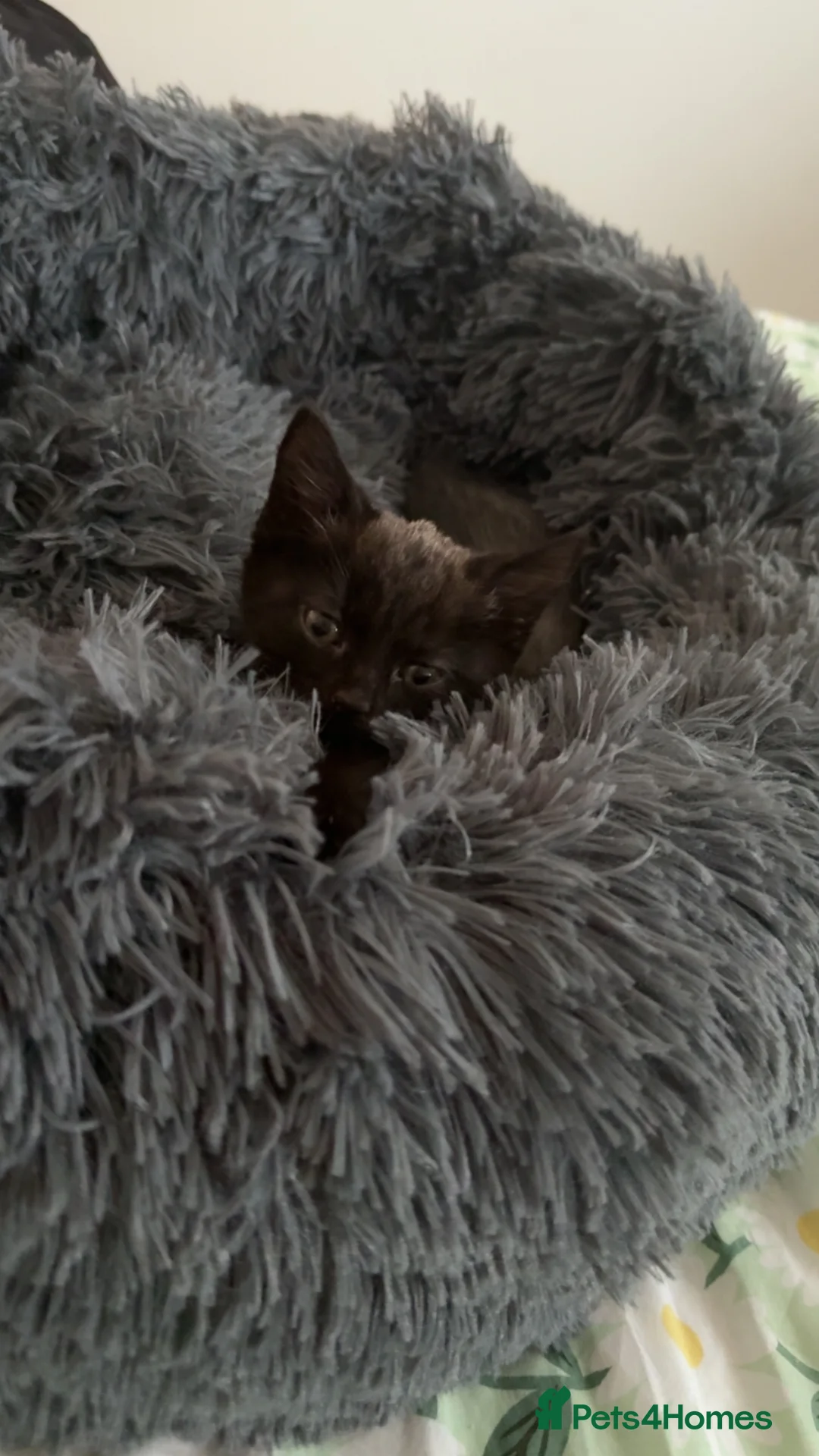 Mixed Breed cats for sale: Grey female kitten 8 weeks old, ready to go today  in Gateshead - Advert 2