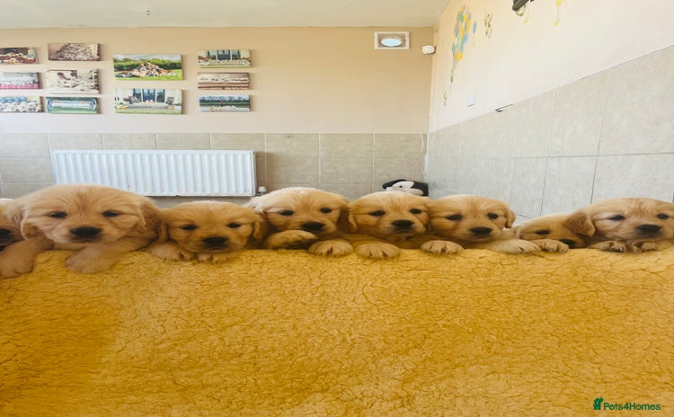 Golden Retriever dogs - Advert 5