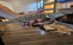 Bearded Dragon reptiles for sale: Bearded dragon for sale - Advert 5