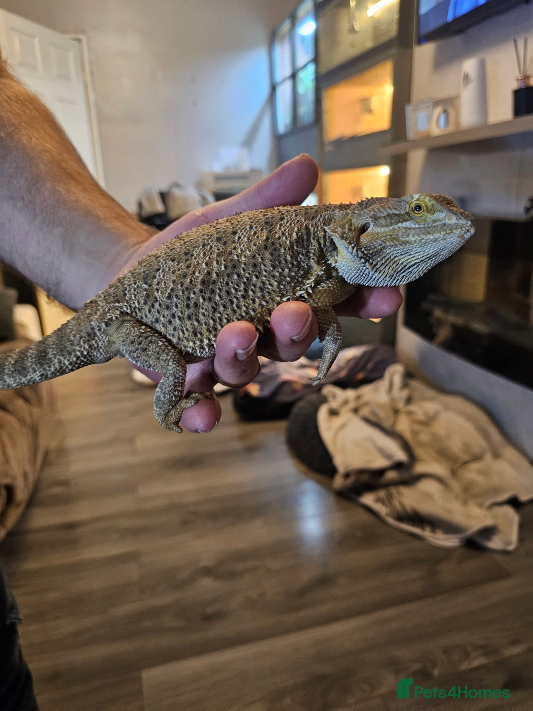 Bearded Dragon reptiles for sale: Bearded dragon for sale - Advert 5