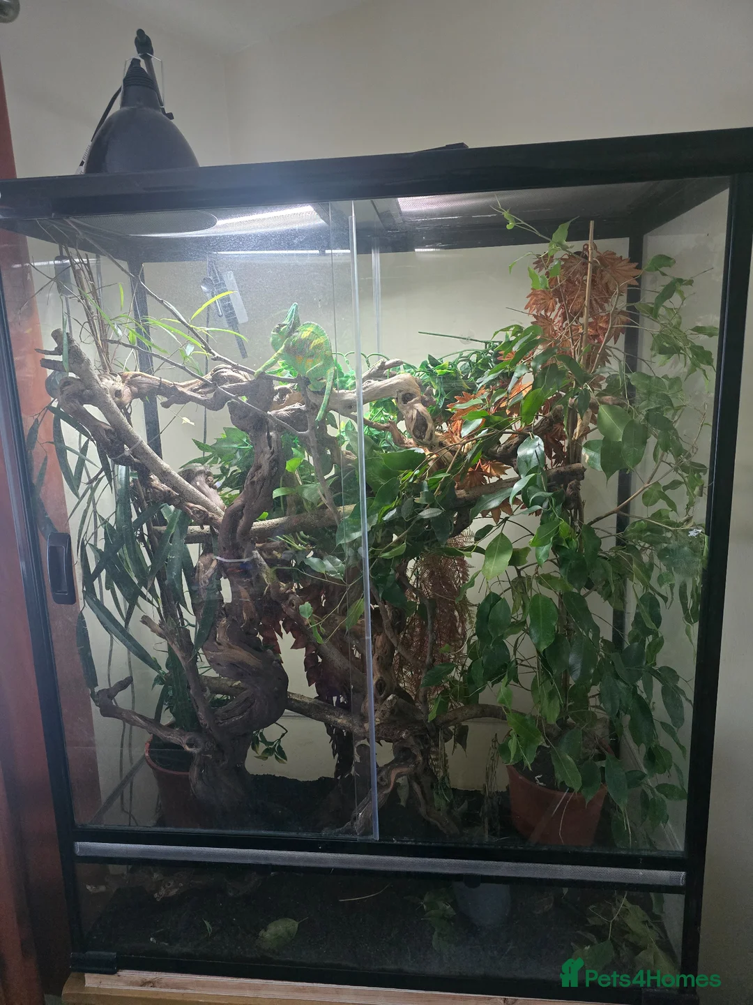 Chameleon reptiles for sale: Yemen Chameleon for sale in Plymouth - Advert 2