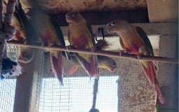 Conures birds for sale: Pineapple Conures Parent reared Dna'd  - Image 2