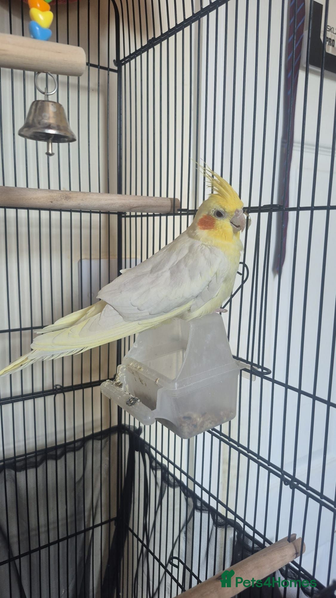Cockatiels birds Beautiful yellow Cockateil - Advert 1
