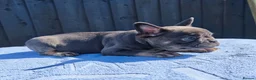 French Bulldog dogs for sale: Stunning litter of pups - Advert 5
