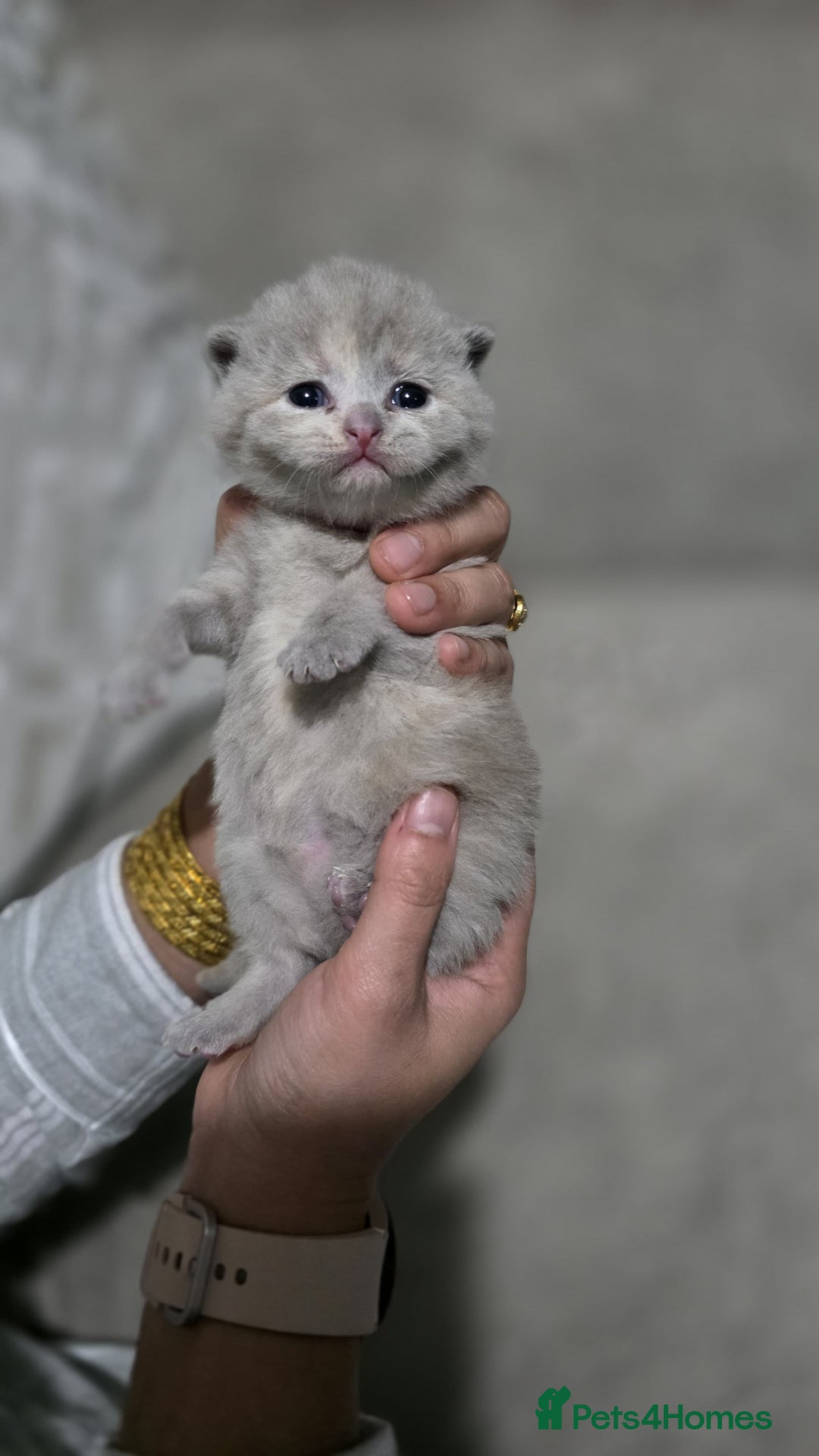British Shorthair cats for sale: ** LAST ONE LEFT BLUE MALE British Shorthair ** - Advert 23