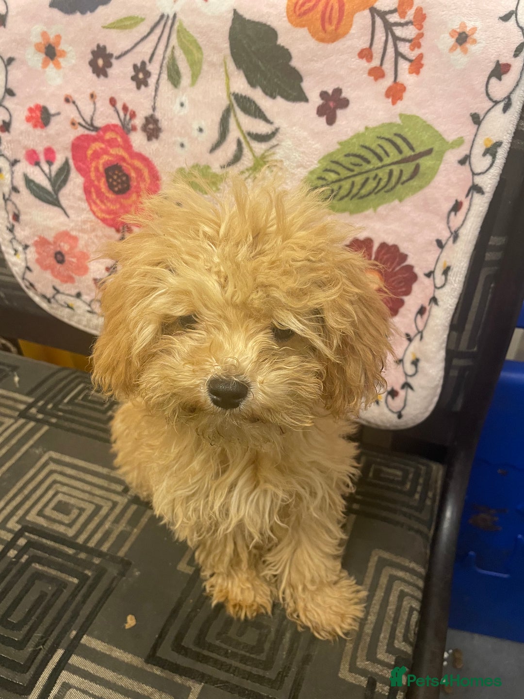 Maltipoo dogs for sale: Stunning Maltipoo Teddy Bear 🧸  - Advert 6