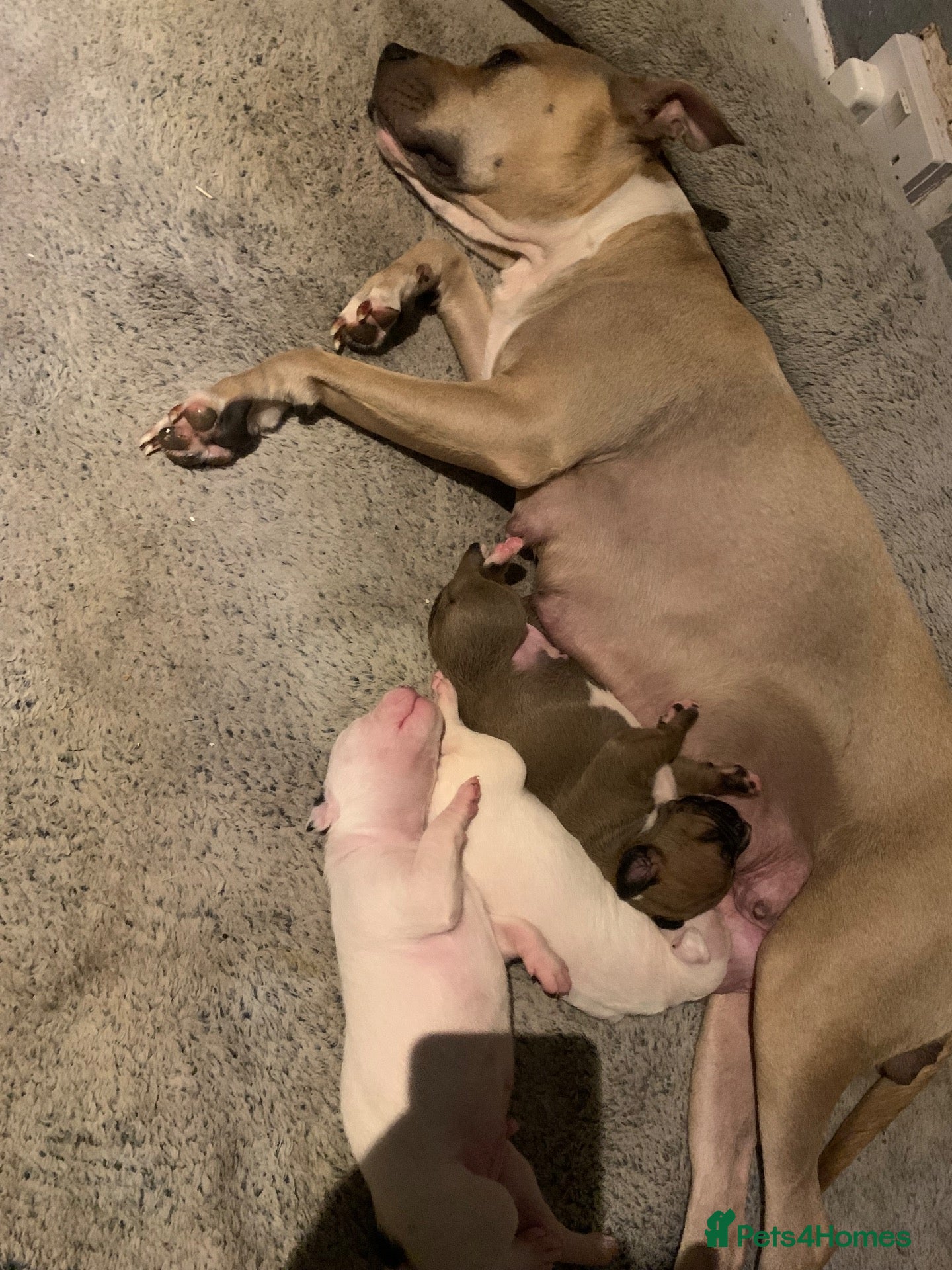 Mixed Breed dogs Staffy x puppies  - Advert 5