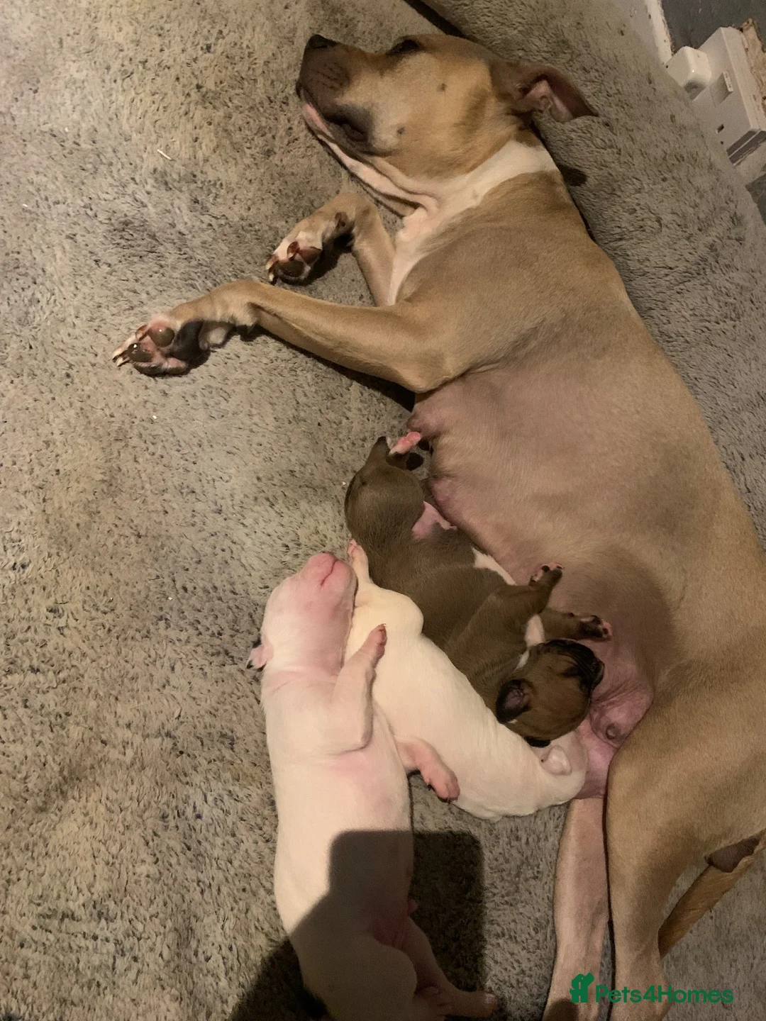 Mixed Breed dogs for sale: Staffy x puppies  - Advert 1