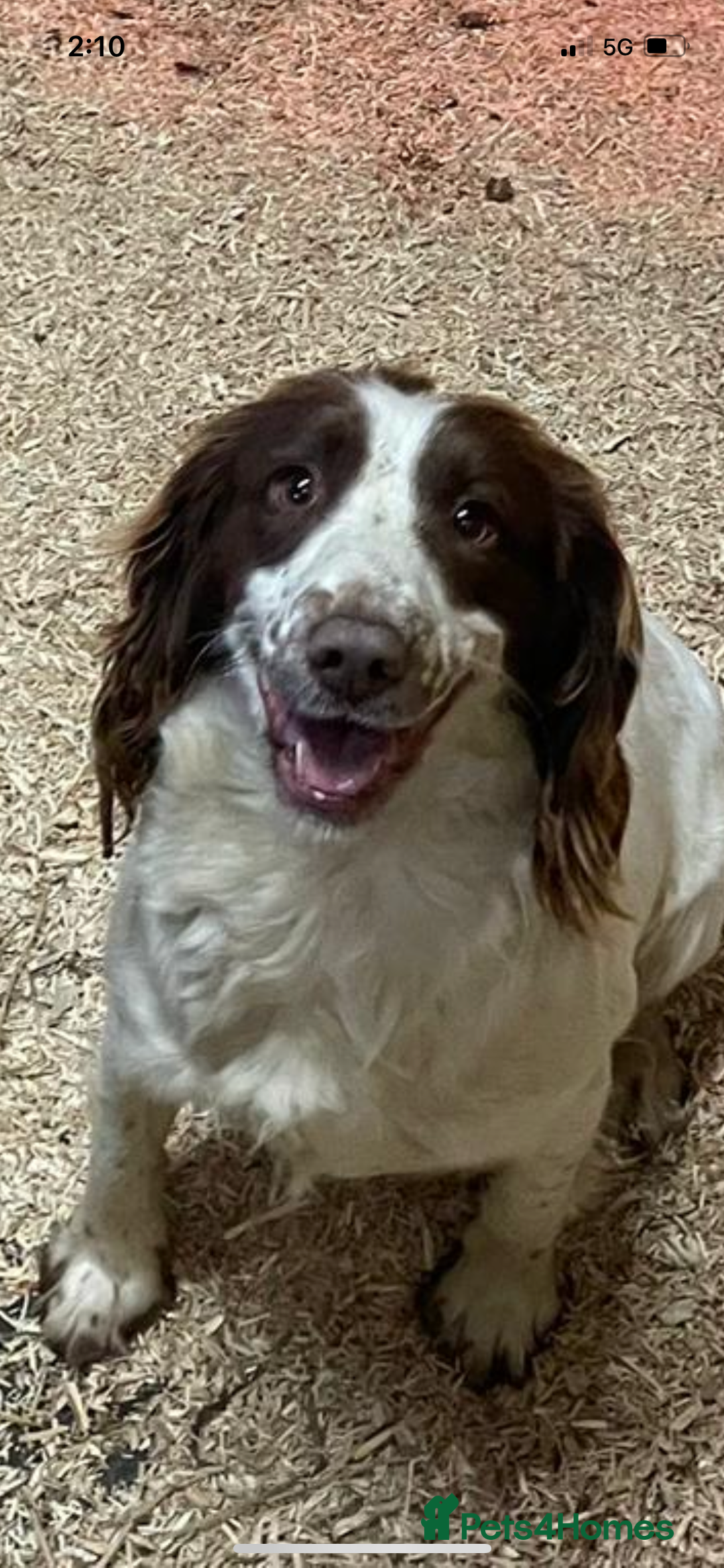 English Springer Spaniel dogs for sale: Adorable springer spaniels  - Image 4