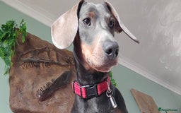 Dachshund dogs for stud: For Stud - Image 7