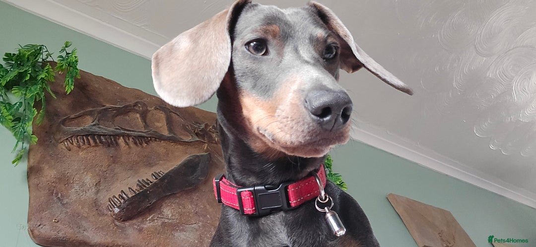 Dachshund dogs for stud: For Stud - Image 7