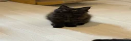 Maine Coon cats for sale: 👑Royal MaineCoon Girls TICA Champion Bloodline!👑 - Advert 20