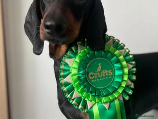 Dachshund dogs Beautiful Standard Male - Advert 1