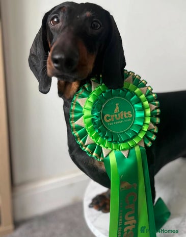 Dachshund dogs Beautiful Standard Male - Advert 1