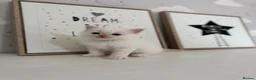 Ragdoll cats for sale: Purebred Ragdoll Kitten - Advert 6