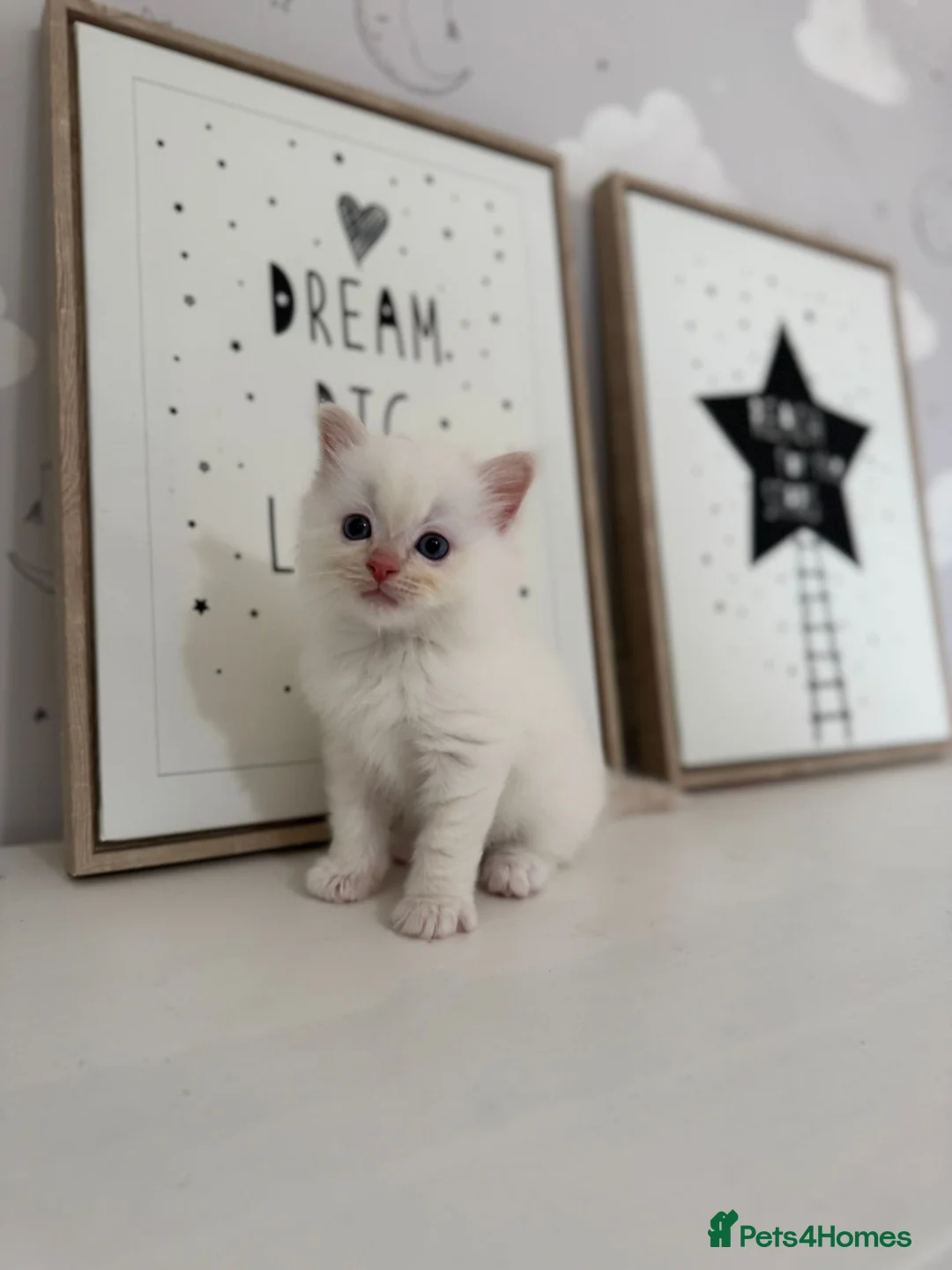 Ragdoll cats for sale: Purebred Ragdoll Kitten - Advert 6