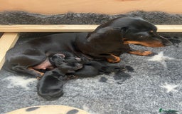 Miniature Dachshund dogs for stud: Black & Tan - Carrying Chocolate (3.8kg) in Dalry - Image 5