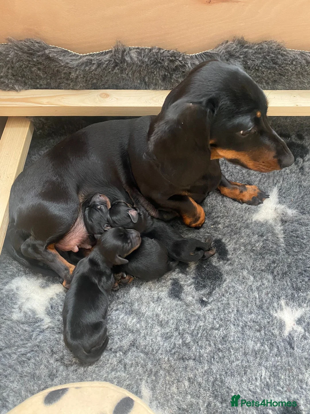 Miniature Dachshund dogs for stud: Black & Tan - Carrying Chocolate (3.8kg) in Dalry - Advert 6