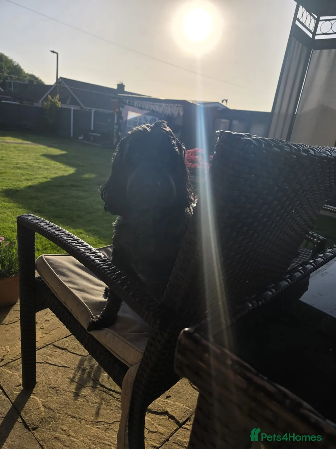 Cockapoo dogs for sale: Loving 5 Yr old cockapoo female  - Advert 2