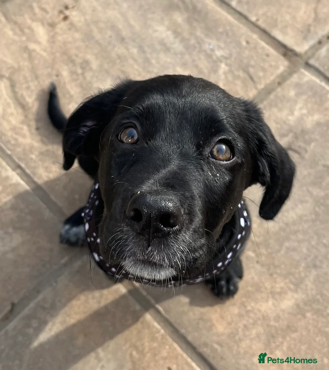 Sprollie dogs for sale: 12 week old male spaniel x collie  in Wakefield - Advert 4