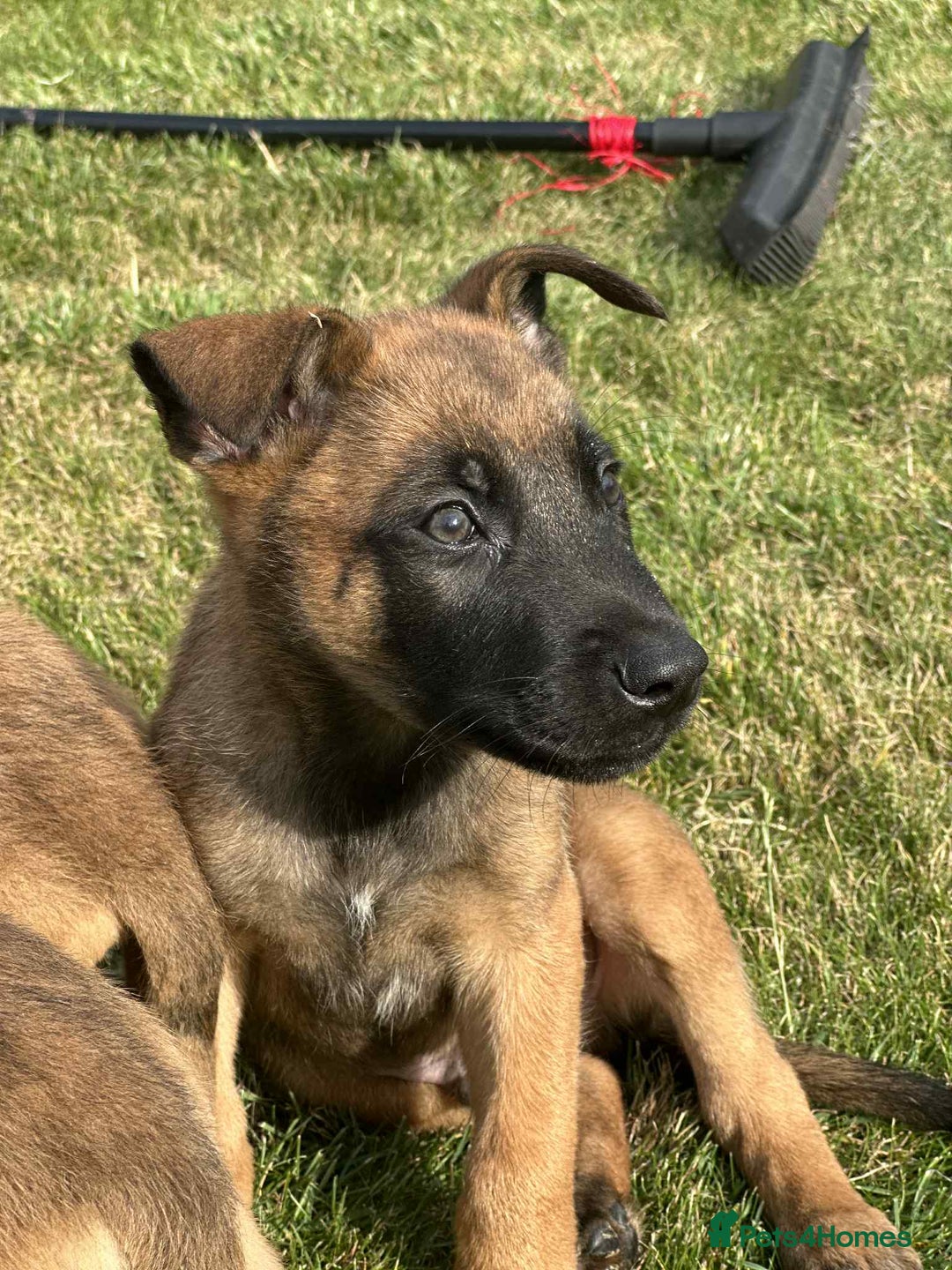 Belgian Shepherd Dog dogs for sale: KC registered Belgian Malinois Puppies - Image 11
