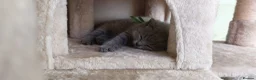 British Shorthair cats for sale: Pure Blue British Shorthair Kittens  - Advert 14
