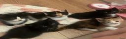 Mixed Breed cats for sale: Kittens for sale  in Cambridge - Advert 2