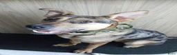 Mixed Breed dogs for sale: German Shepherd x Staffordshire terrier in Exeter - Advert 5