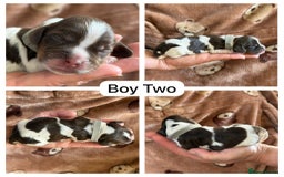Cocker Spaniel dogs for sale: Kc, show cocker, dna, hips and eye tested parents  - Image 9