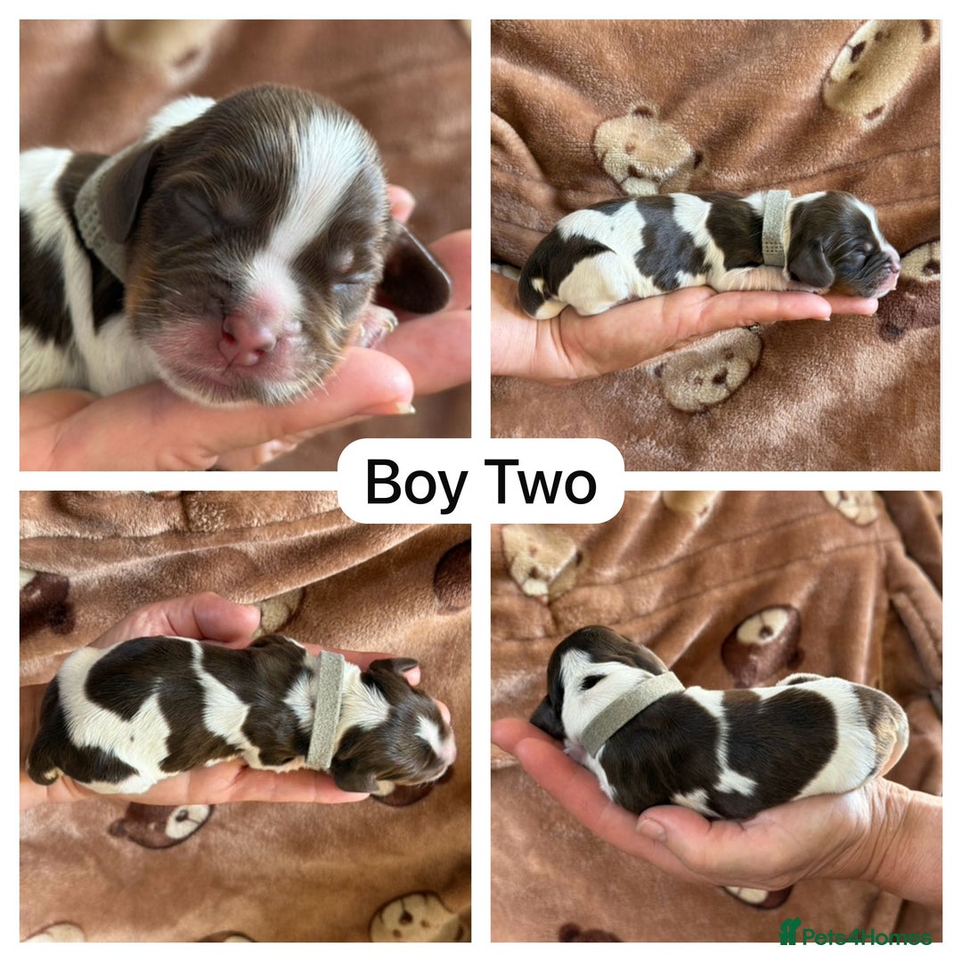 Cocker Spaniel dogs for sale: Kc, show cocker, dna, hips and eye tested parents  - Image 9