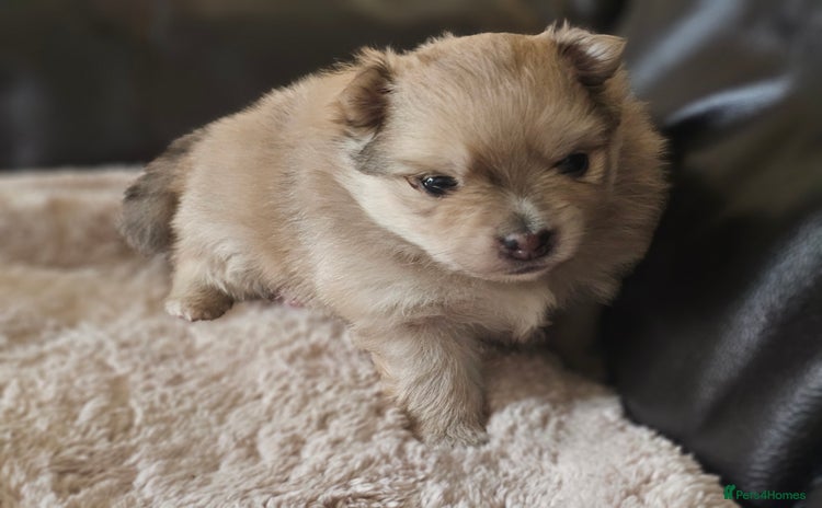 Pomeranian dogs 2  beautifull pomeranian puppies  - Advert 16