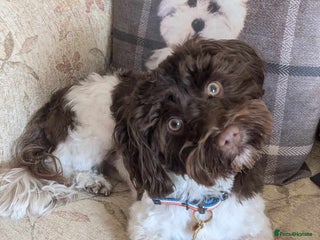 Havanese dogs KC REG RARE GREEN EYED CHOCOLATE HAVANESE in Lincoln - Advert 4