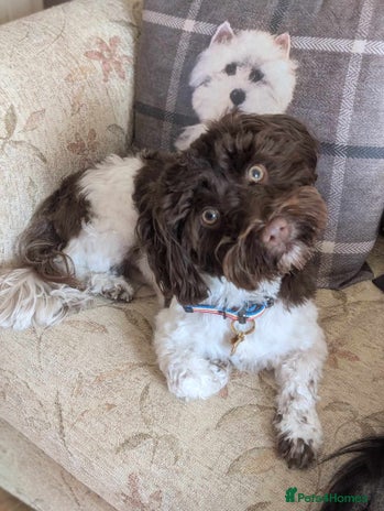 Havanese dogs KC REG RARE GREEN EYED CHOCOLATE HAVANESE in Lincoln - Advert 1