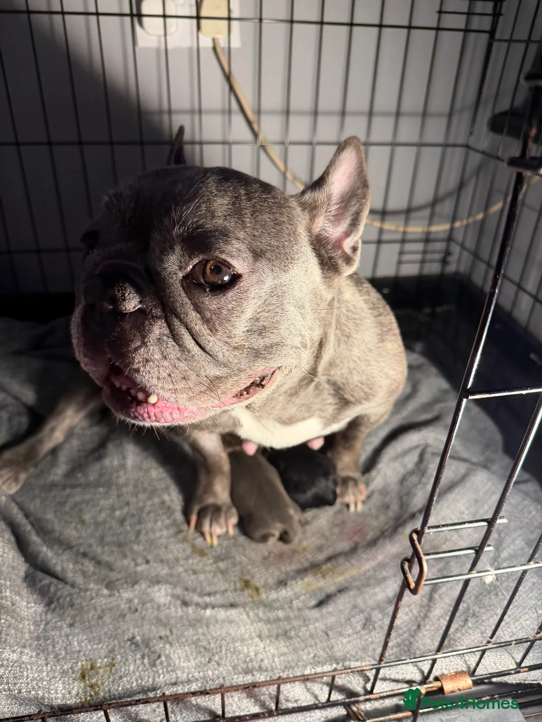 Mixed Breed dogs for sale: French bulldog x Belgium Malinois  - Advert 2