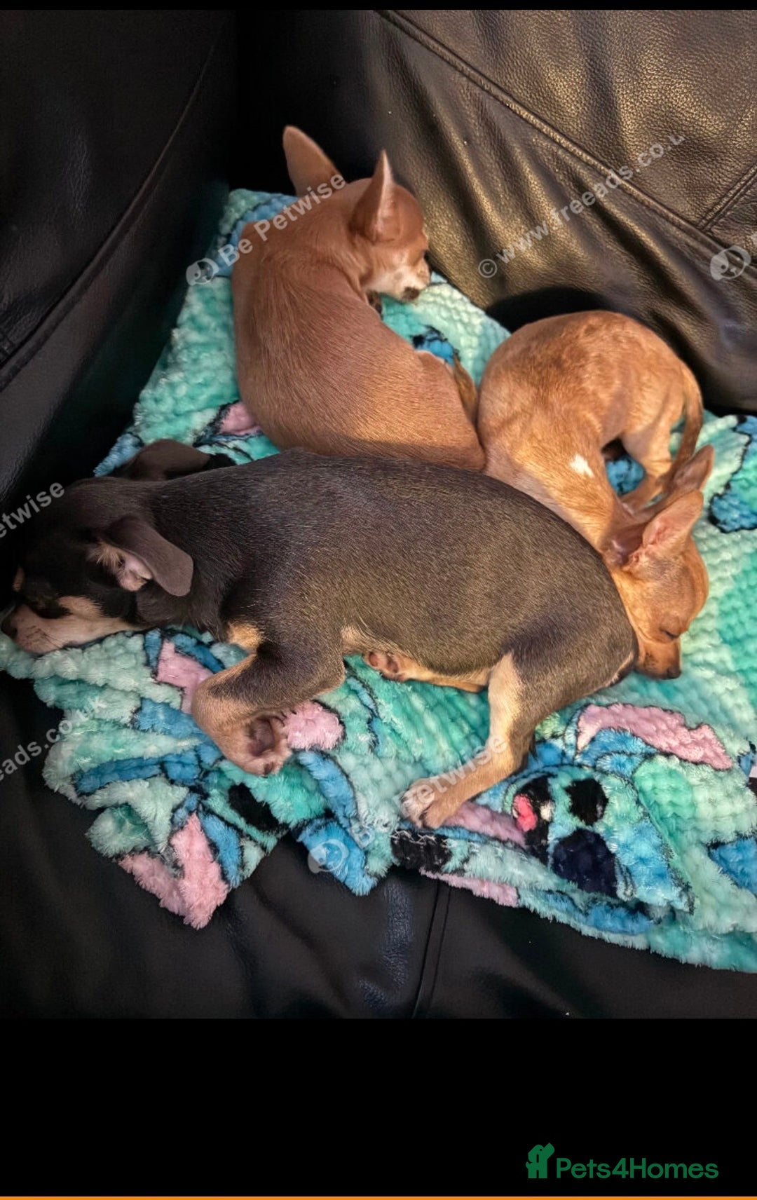 Chihuahua dogs for sale: Female chihuahua - Advert 3